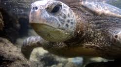 Image result for Chelonia mydas