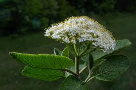 Attēlu rezultāti vaicājumam “Viburnum lantana  flower”