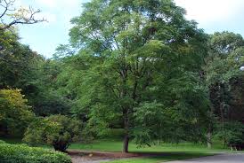 Attēlu rezultāti vaicājumam “Gymnocladus dioicus bud”