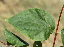 Attēlu rezultāti vaicājumam “Philadelphus coronarius leaf”