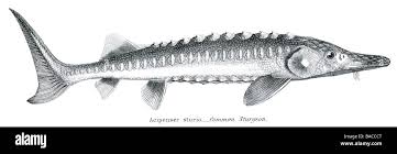 Image result for Acipenser