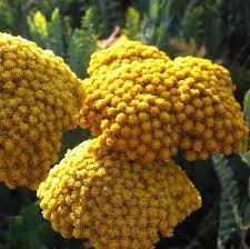 Image result for Achillea filipendulina
