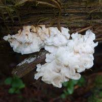 Attēlu rezultāti vaicājumam “Postia undosa”