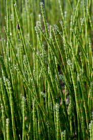 Attēlu rezultāti vaicājumam “Equisetum fluviatile”