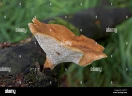 Attēlu rezultāti vaicājumam “Polyporus tuberaster”