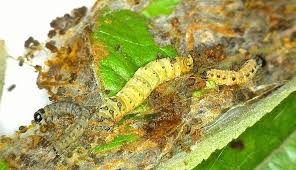 Attēlu rezultāti vaicājumam “Yponomeuta malinellus / cagnagella larva”