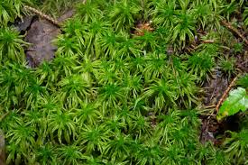 Attēlu rezultāti vaicājumam “Sphagnum squarrosum sporophyte”