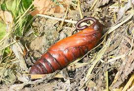 Attēlu rezultāti vaicājumam “Agrius convolvuli”