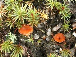 Attēlu rezultāti vaicājumam “Octospora humosa”