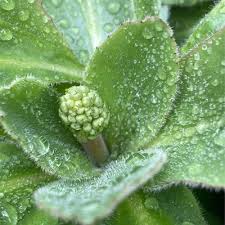 Attēlu rezultāti vaicājumam “Cribraria oregana macro”