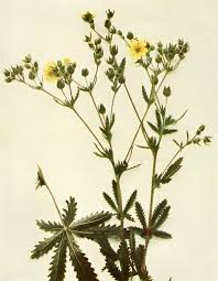 Image result for Potentilla recta