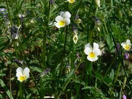 Attēlu rezultāti vaicājumam “Viola arvensis leaf”