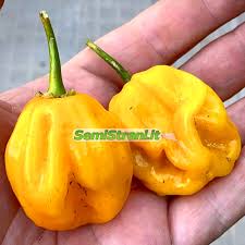Afbeeldingsresultaat voor mme jeanette hot pepper