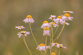 Attēlu rezultāti vaicājumam “Matricaria chamomilla flower”