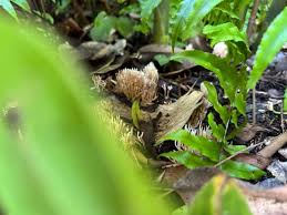 Attēlu rezultāti vaicājumam “Lentaria”