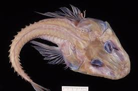 Image result for Platycephalus richardsoni