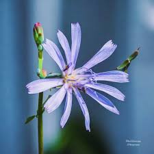 Attēlu rezultāti vaicājumam “Lactuca tatarica bud”