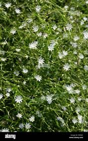 Attēlu rezultāti vaicājumam “Stellaria palustris”