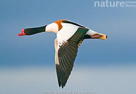 Attēlu rezultāti vaicājumam “Tadorna tadorna male”