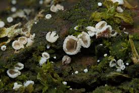 Attēlu rezultāti vaicājumam “Eocronartium muscicola”