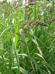 Attēlu rezultāti vaicājumam “Echinochloa crus-galli fruit”