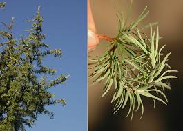 Attēlu rezultāti vaicājumam “Dianema depressum macro”