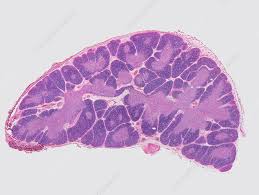 Image result for Thymus