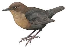 Attēlu rezultāti vaicājumam “Cinclus cinclus adult”