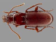 Attēlu rezultāti vaicājumam “Ptychoptera sp.”