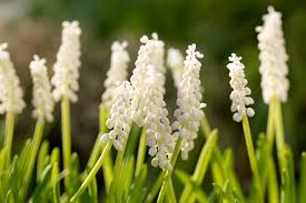 Attēlu rezultāti vaicājumam “Muscari botryoides flower”
