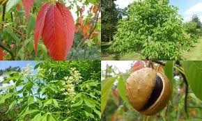 Attēlu rezultāti vaicājumam “Aesculus flava”