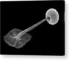 Attēlu rezultāti vaicājumam “Didymium sp.”