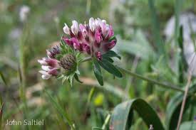 Image result for Anthyllis vulneraria rubra