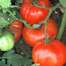 Afbeeldingsresultaat voor marizol purple tomato