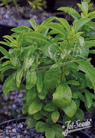 Image result for Stevia rebaudiana