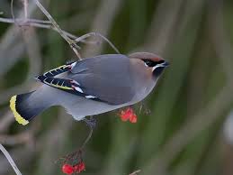 Attēlu rezultāti vaicājumam “Bombycilla garrulus adult”