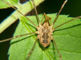 Attēlu rezultāti vaicājumam “Phalangium opilio”