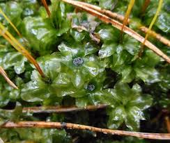 Attēlu rezultāti vaicājumam “Rhodobryum roseum”