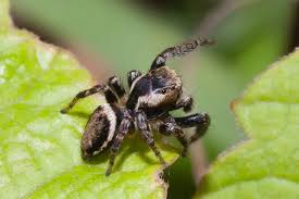 Attēlu rezultāti vaicājumam “Evarcha falcata female”