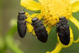 Attēlu rezultāti vaicājumam “Anthaxia quadripunctata”