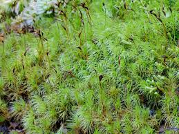 Attēlu rezultāti vaicājumam “Dicranum scoparium sporophyte”