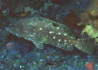 Image result for Epinephelus adscensionis