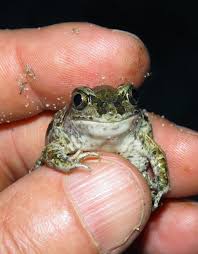 Attēlu rezultāti vaicājumam “Pelobates fuscus”