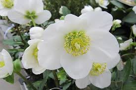 Attēlu rezultāti vaicājumam “Helleborus niger flower”