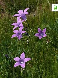 Image result for Campanula patula