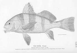 Image result for Pogonias cromis