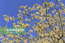 Attēlu rezultāti vaicājumam “Salix caprea male flower”