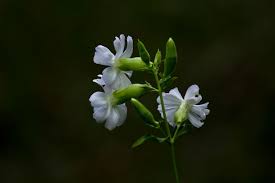 Attēlu rezultāti vaicājumam “Silene borysthenica bud”
