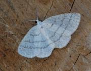 Attēlu rezultāti vaicājumam “Cabera pusaria female”