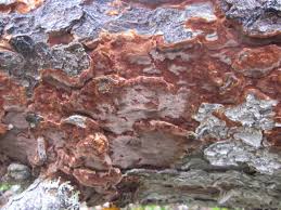 Attēlu rezultāti vaicājumam “Phellinus ferrugineofuscus”